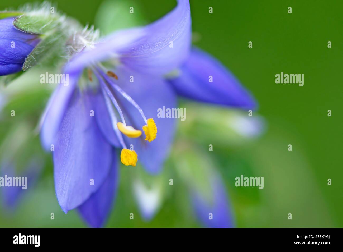 Ein lavendelfarbener Jakobsleiter-Blütenkopf (Polemoniium caeruleum).`s Stockfoto